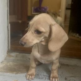 Latte - Dachshund