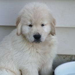 Golden Retriever Puppies from Huntleigh Goldens