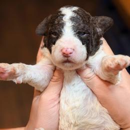 Rowan - Parti male Goldendoodle puppy in Macclenny, Florida from Baker County Goldendoodles