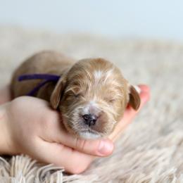 Purple - Apricot female Australian Labradoodle puppy in Williamstown, New York from Lewis Manor Labradoodles