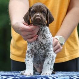 German Shorthaired Pointer Puppies from RED Clay Dogs