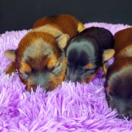 Yorkshire Terrier Puppies from Pixieland Yorkshire Terriers