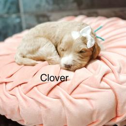 Clover - Cream female Goldendoodle puppy in Pasco, Washington from Camp Doodle Woods