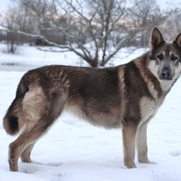 Rowan - German Shepherd