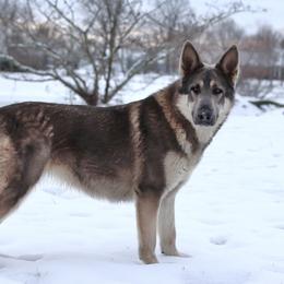 Rowan - German Shepherd