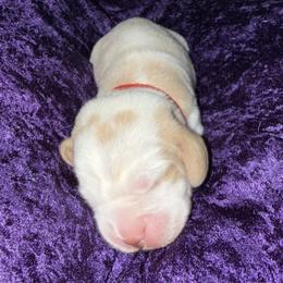 Boy 2 - male Beagle puppy in Las Vegas, Nevada from Vegas Valle Beagles