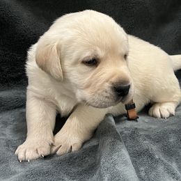 Yellow Male Brown Collar - Yellow male Labrador Retriever puppy in Beaverdam, Virginia from Gold Heart Labradors