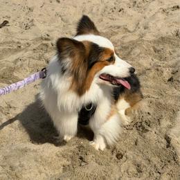 Tower - Pembroke Welsh Corgi