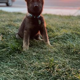 German Shepherd Puppies from LaMarca's Kennels