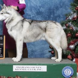N - Siberian Husky