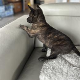 Dutch Shepherd Puppies from TecK9s