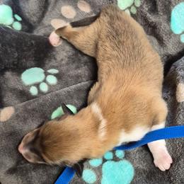 Blue - Sable male Collie puppy in Kalispell, Montana from C4 Collies