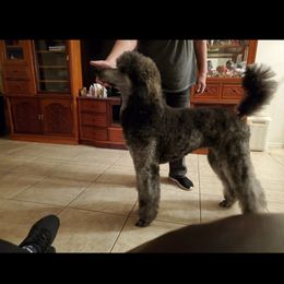 Kayanne - Poodle