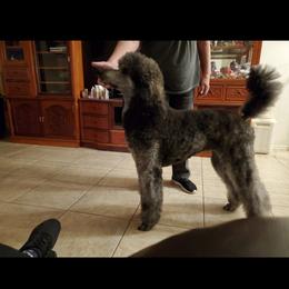 Kayanne - Poodle