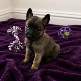 Solid-  bigger boned-  dark mahogany coated, black mask male - Fawn sable male Belgian Malinois puppy in Dallas, Texas from RoyalHaus Malinois