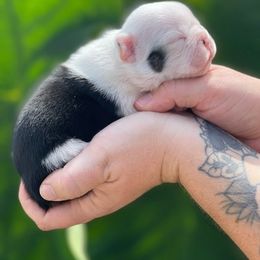 French Bulldog Puppies from Rock N Franchise