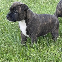 Staffordshire Bull Terrier Puppies from Neverland Staffords