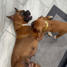 Boxer Puppies from Yuni’s AKC Boxers