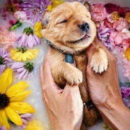 Puppy 2 - Golden male Golden Retriever puppy in San Tan Valley, Arizona from Top Gun Golden Retrievers
