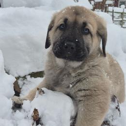 Fredo - Gray fawn male Anatolian Shepherd Dog puppy in Jackson, New Jersey from Homestead Heaney