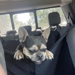 Choco - French Bulldog