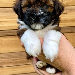 Lhasa Apso Puppies from Florida Lhasa Apso
