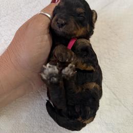 Girl 3 - Black and tan female Cavapoo puppy in Nampa,, Idaho from Clig Doodle Days