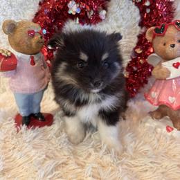 Thomas - Black and white male Pomsky puppy in Bucyrus, Missouri from Hill Top Pomskies