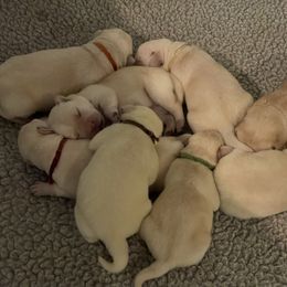 Labrador Retriever Puppies from Pea Ridge Labradors