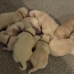 Labrador Retriever Puppies from Pea Ridge Labradors