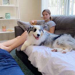 Australian Shepherd Puppies from Soggy Bottom Farms
