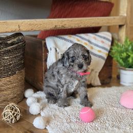 F1B Meet Girl 1 - Merle female Cavapoo puppy in Centerville, Iowa from Barnyard Dachshunds, Dals & Doodles