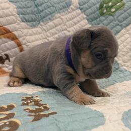 Lilac - Blue female French Bulldog puppy in Peoria, Arizona from A Quality French Bulldogs AZ