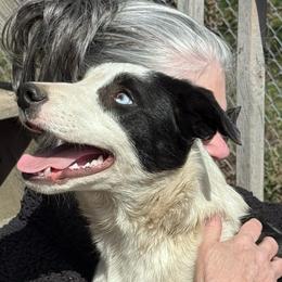 Arion - Black and white male Border Collie puppy in Canaan, New Hampshire from Henam Border Collies