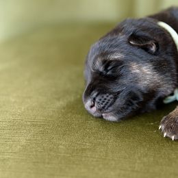 German Shepherd Puppies from Platz German Shepherds