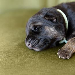 German Shepherd Puppies from Platz German Shepherds