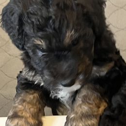 Aussiedoodle Puppies from Cornerstone Aussiedoodle Dogs
