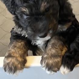 Aussiedoodle Puppies from Cornerstone Aussiedoodle Dogs