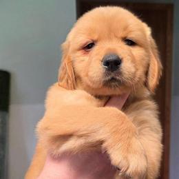 Pink - Golden female Golden Retriever puppy in Taylor Ridge, Illinois from Salata Goldens