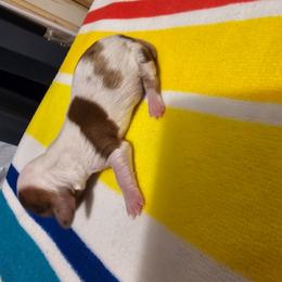 Duke - Dapple male Dachshund puppy in Strong, Arkansas from Dachshunds R Us