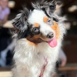Australian Shepherds, Miniature Australian Shepherds, and Toy Australian Shepherds from Brushy Creek Aussies & Mini Aussies