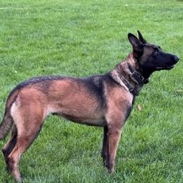 Inka - Belgian Malinois