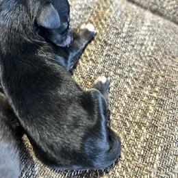 Sage - Black and tan female Dachshund puppy in Spring Creek, Nevada from Hobby Horse Homestead Mini Doxies