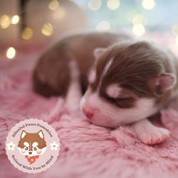 Brown Sugar - Red and white male Pomsky puppy in Trenton, Texas from Blissful Paws Pomskies