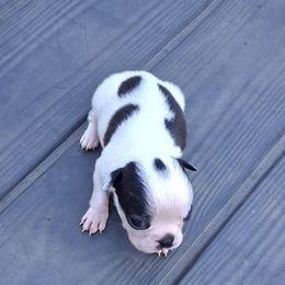 3 - Black and white male Boston Terrier puppy in Gaffney, South Carolina from Battlefield Kennels