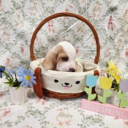 Mordecai - Lemon and white male Basset Hound puppy in Bellaire, Ohio from Blessed Bassets
