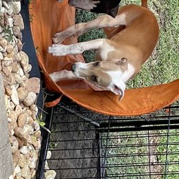 Whippet Puppies from Wise Heart Whippets