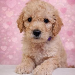 Cosmo - Apricot male Goldendoodle puppy in Hendersonville, Tennessee from Ben's Best Buddy Goldendoodles