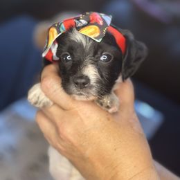 Aspen (Parti Female) - Black and white female Companion Cross puppy in Waldron, Arkansas from Kay’s Cutie Poos