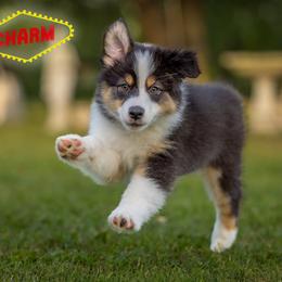 Charm - Lilac Girl - Black tri-color female Australian Shepherd puppy in Victoria, Texas from Rocking Diamond/Point Break